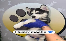 Husky Siberiano perros en venta: 🐾HAPPYHUELLAS HUSKY CACHORROS🐾 - Imagen 2