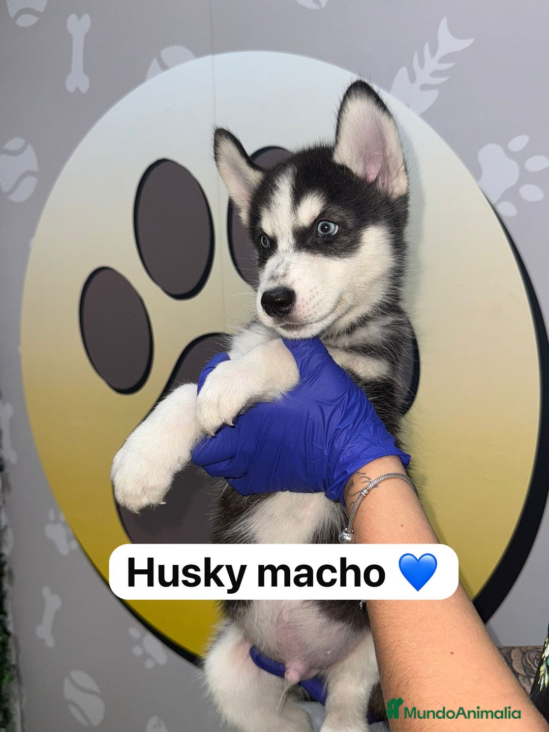 Husky Siberiano perros en venta: 🐾HAPPYHUELLAS HUSKY CACHORROS🐾 - Imagen 2