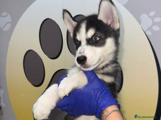 Husky Siberiano perros - Anuncio 2