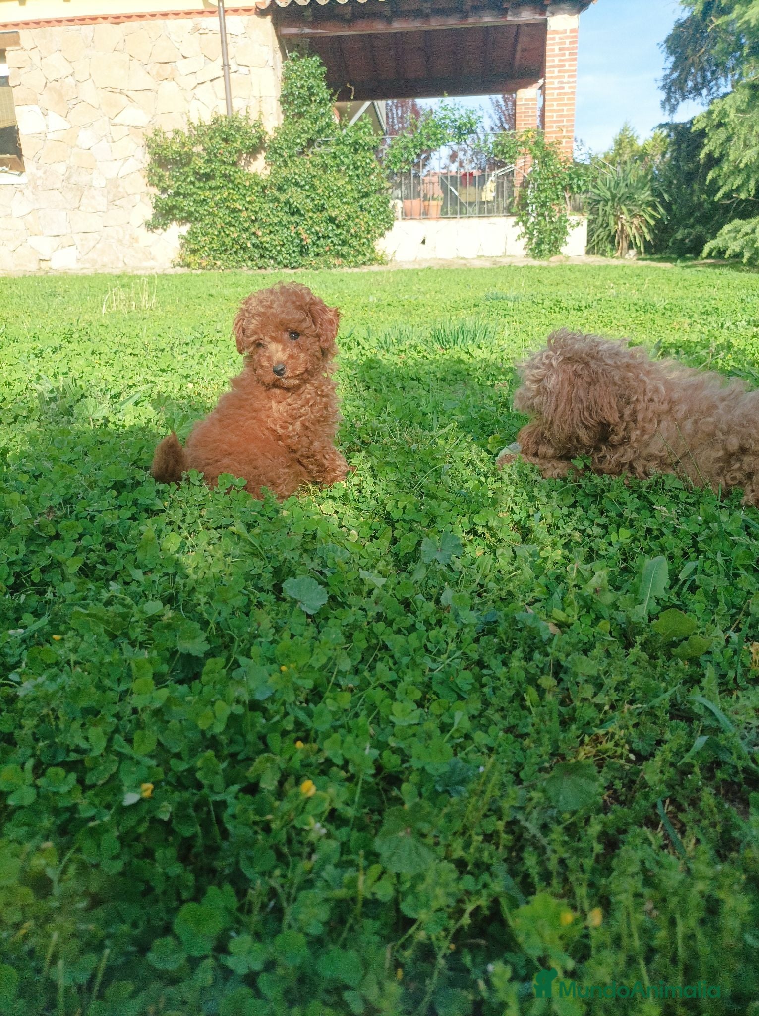 Caniche Toy perros Marchito caniche toy - Anuncio 1