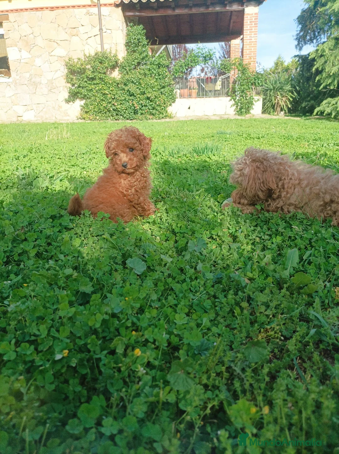 Caniche Toy perros en venta: Marchito caniche toy - Anuncio 1