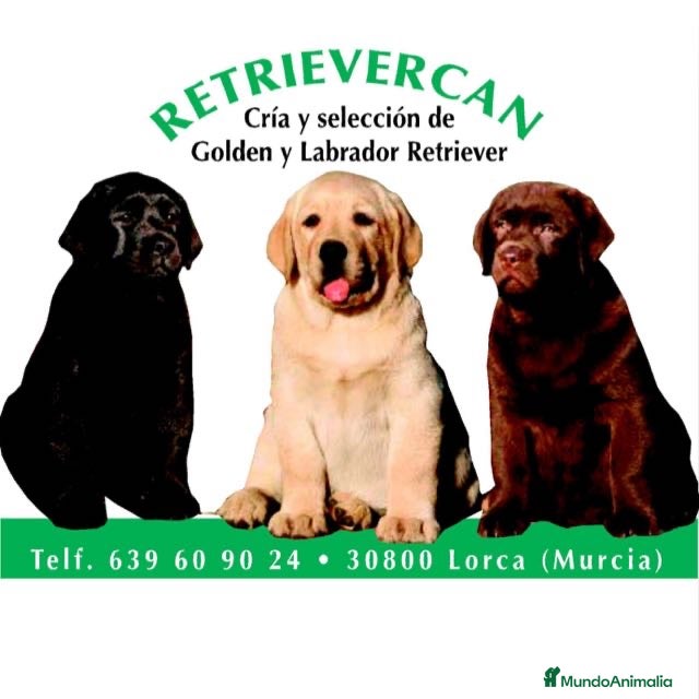 Labrador Retriever perros Cachorros labrador amarillo top - Anuncio 1