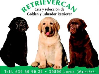 Labrador Retriever perros - Anuncio 3