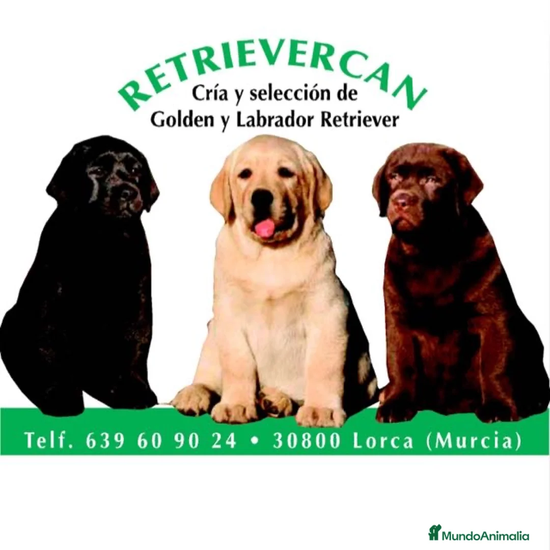 Labrador Retriever perros en venta: Cachorros labrador con pedigree  - Anuncio 1