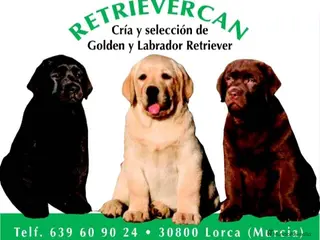 Labrador Retriever perros Cachorros labrador con pedigree - Anuncio 4