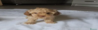 Caniche Toy 2