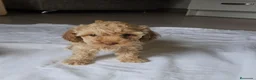 Caniche Toy perros en venta: Caniche toy - Anuncio 7