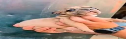 Bulldog Francés perros en venta: Bulldog Frances  - Anuncio 3