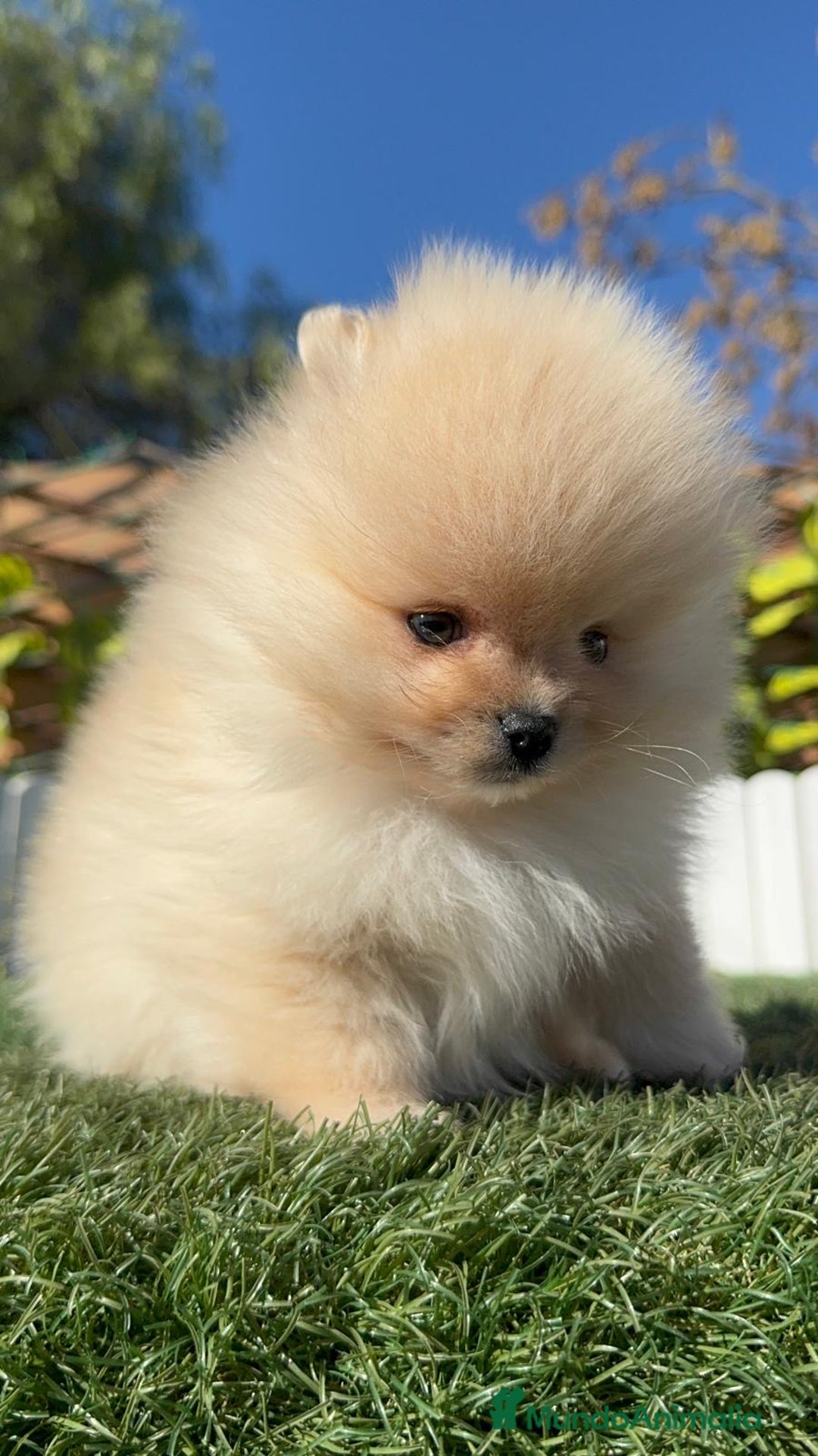 Pomerania perros en venta: POMERANIA CARITA DE OSITO - Anuncio 17