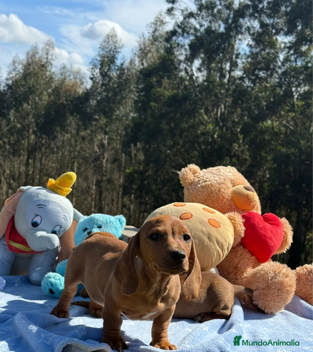 Teckel Miniatura perros en venta: Teckel miniatura. Machos - Anuncio 2