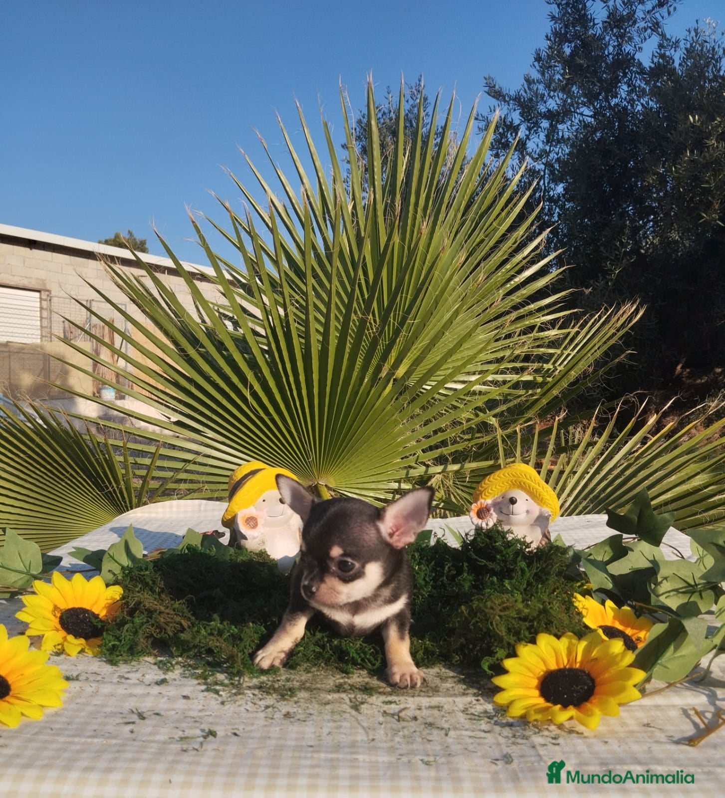 Chihuahua perros Chihuahuas mini toy - Anuncio 6