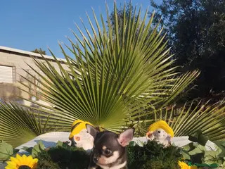 Chihuahua perros Chihuahuas mini toy - Anuncio 6