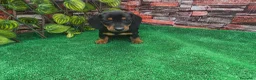 Teckel Miniatura perros en venta: TECKEL MINIATURA - Anuncio 2