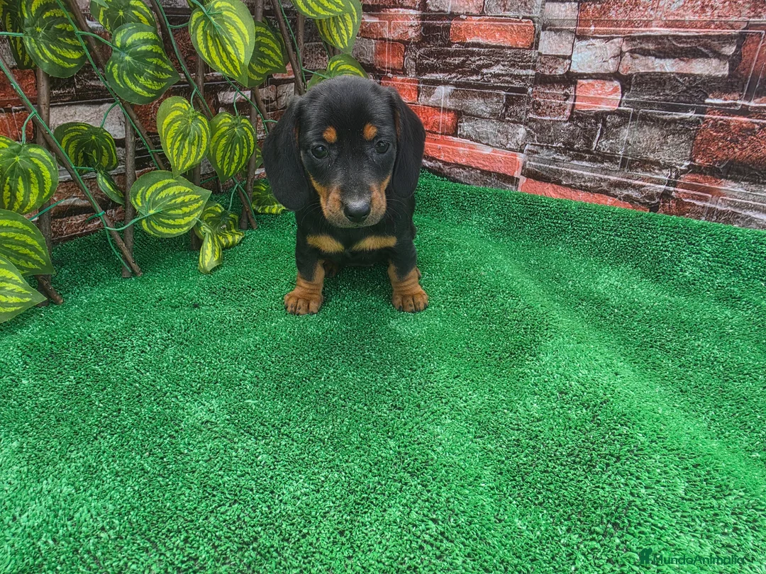 Teckel Miniatura perros en venta: TECKEL MINIATURA - Anuncio 2