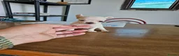Chihuahua perros en venta: Chihuahuas mini toy  - Anuncio 5