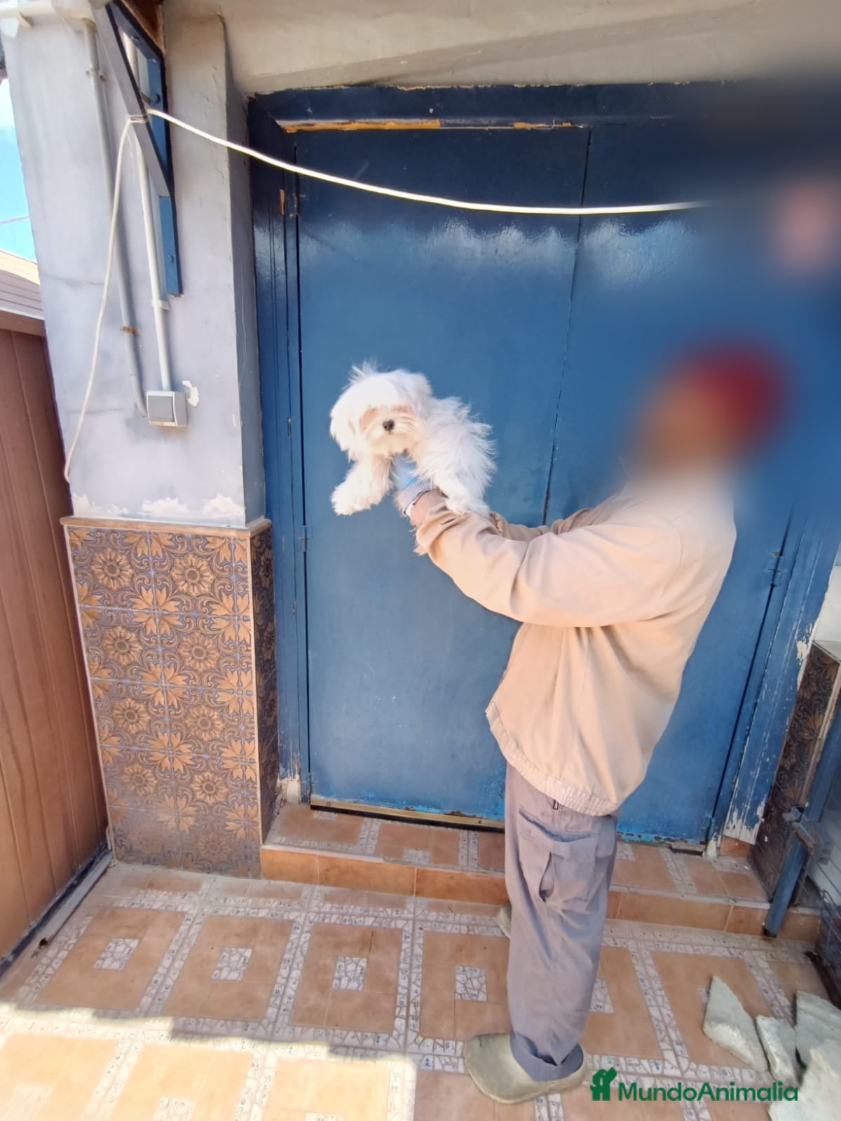 Bichón Maltés perros ‼️‼️PRECIOSO BiCHON MALTES COREANO TOY - Anuncio 2