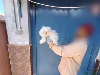 Bichón Maltés perros ‼️‼️PRECIOSO BiCHON MALTES COREANO TOY - Anuncio 2