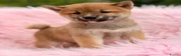 Shiba Inu perros en venta: CAMADA DE SHIBA INU DISPONIBLES - Anuncio 5