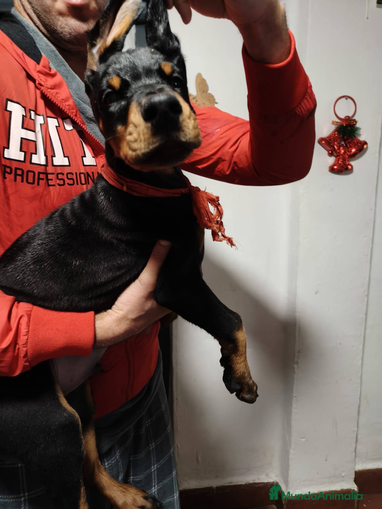 Dobermann perros Macho espectacular  - Anuncio 1