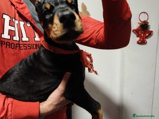 Dobermann perros Macho espectacular - Anuncio 33