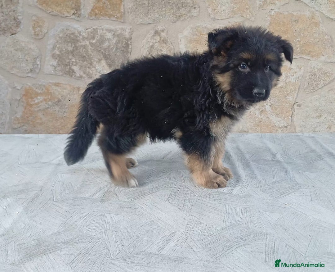 Pastor Alemán perros en venta: Pastor Alemán  - Imagen 2