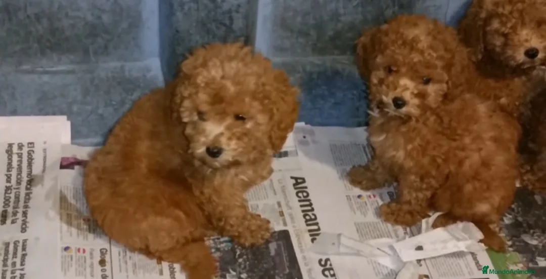Caniche Enano perros en venta: Cachorros Caniche enano color rojo  - Anuncio 3