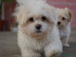 Maltipoo perros - Anuncio 2