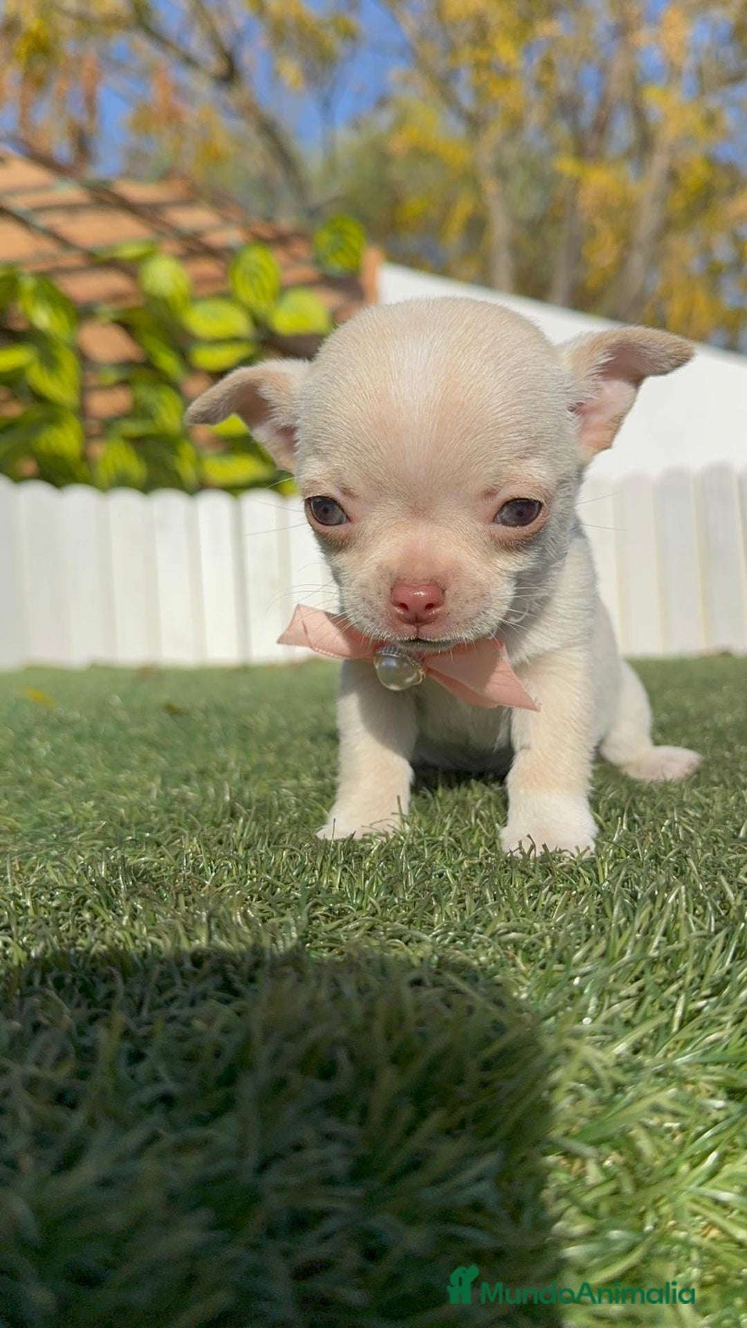 Chihuahua perros en venta: CHIHUAHUA HEMBRA - Anuncio 14