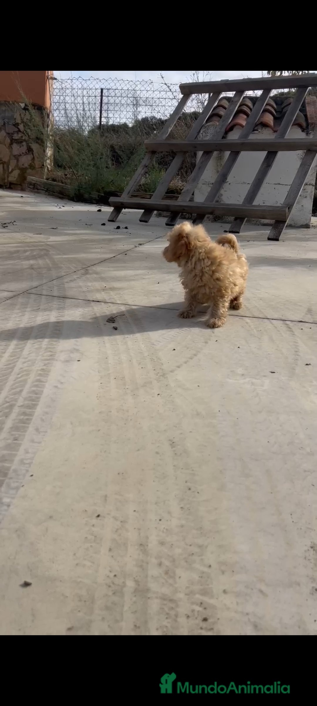 Caniche Enano perros en venta: Caniches enanos - Anuncio 9