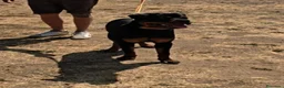 Rottweiler perros en venta: Rottweiler joven 8 meses - Anuncio 3