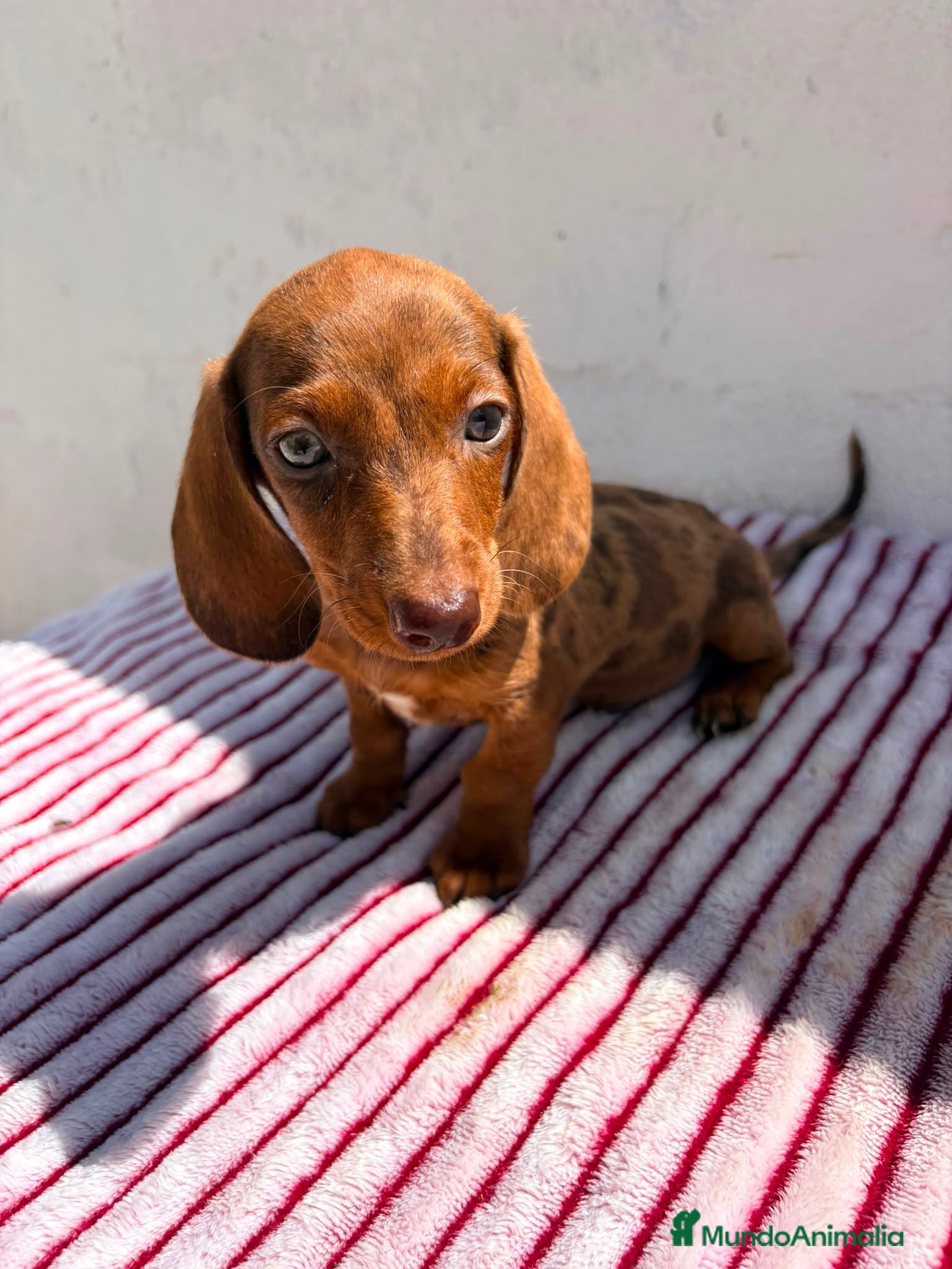 Teckel Miniatura perros Teckel Kaninchen - Anuncio 3