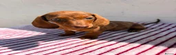 Teckel Miniatura perros en venta: Teckel Kaninchen - Anuncio 1