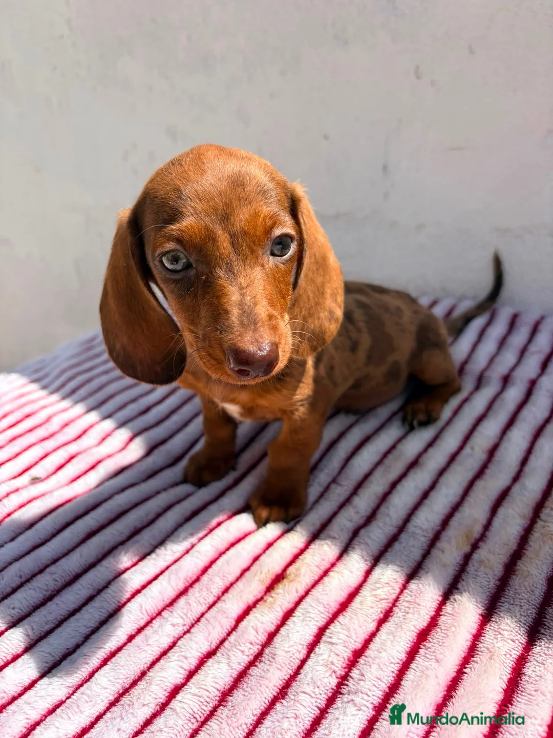 Teckel Miniatura perros en venta: Teckel Kaninchen - Anuncio 1