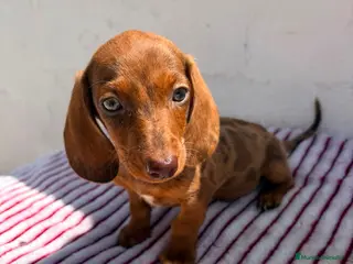 Teckel Miniatura perros Teckel Kaninchen - Anuncio 4