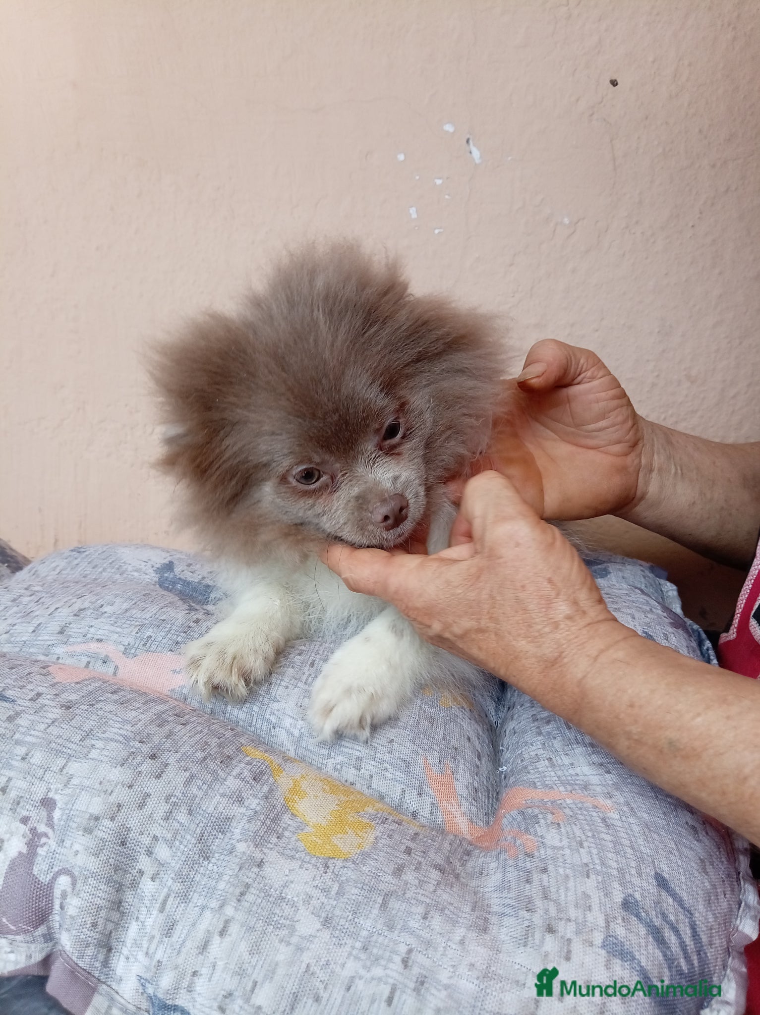 Pomerania perros Pomerañia toy - Anuncio 1