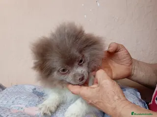 Pomerania perros Pomerañia toy - Anuncio 1