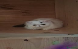 Persa gatos en venta: Gatito Persa - Anuncio 5