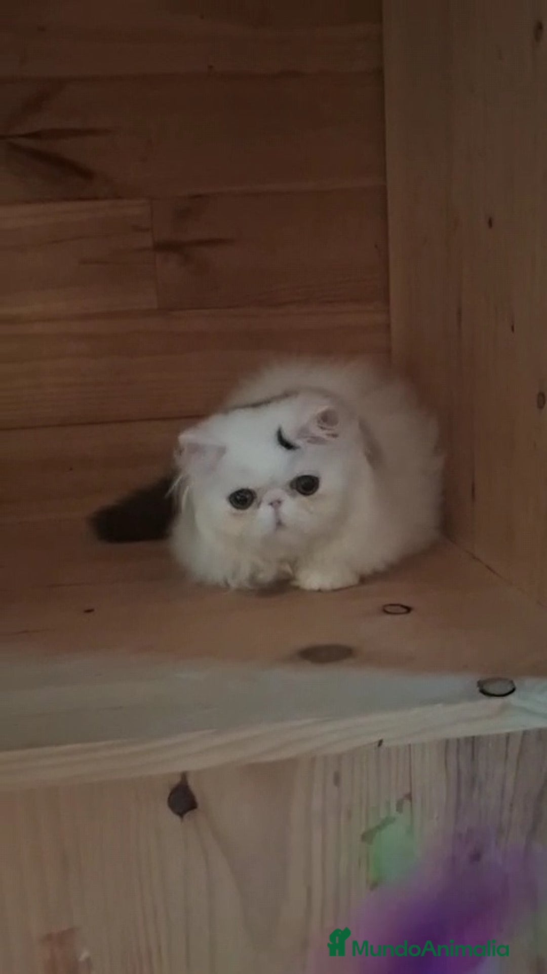 Persa gatos en venta: Gatito Persa - Anuncio 5