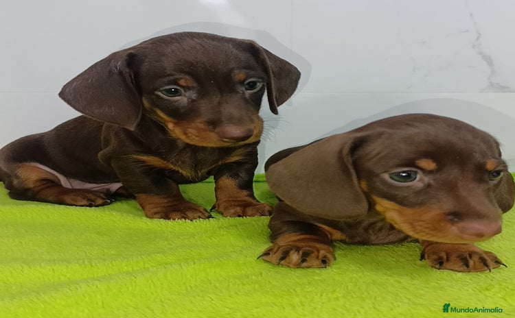 Teckel Miniatura perros - Anuncio 3