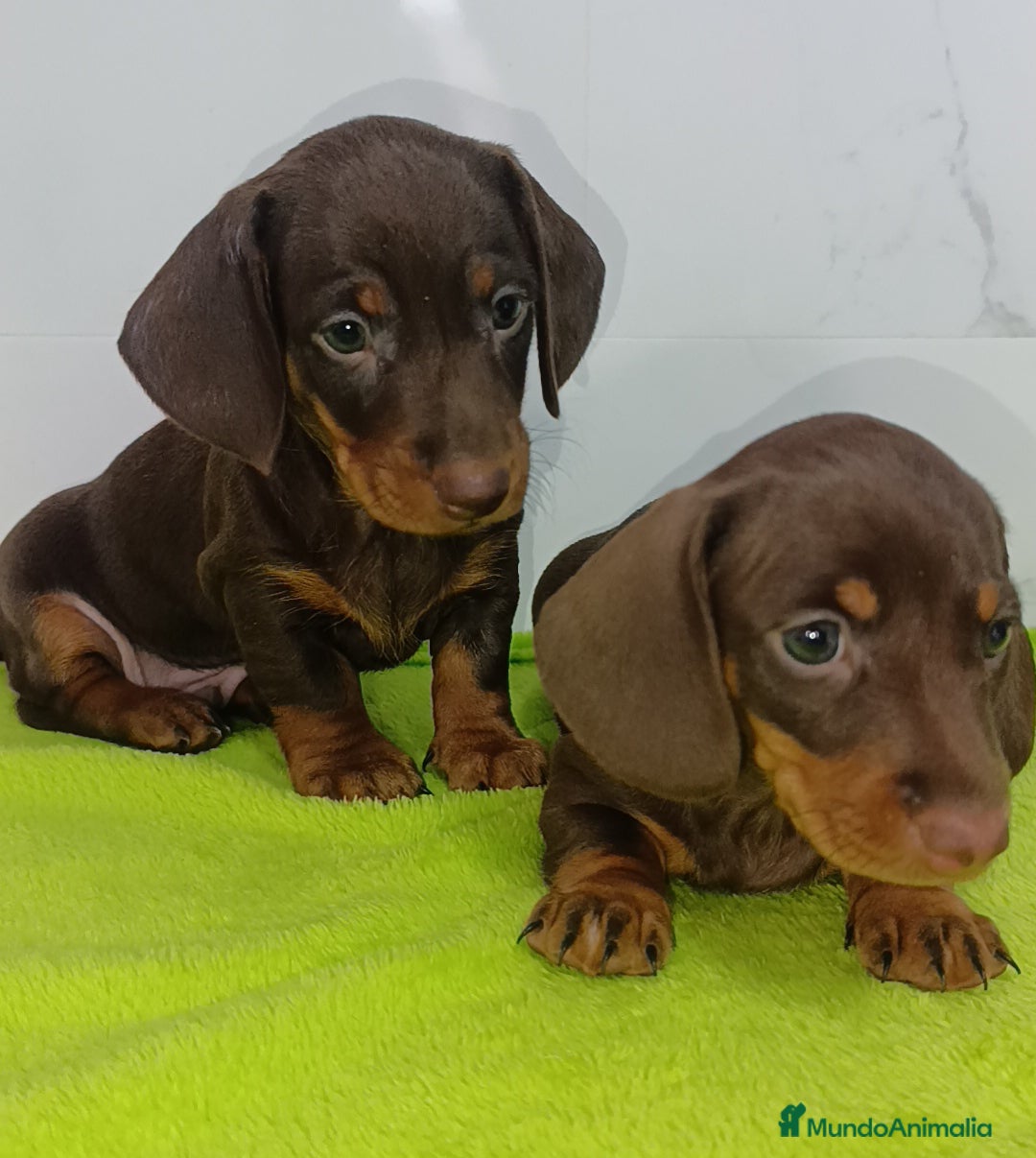 Teckel Miniatura perros en venta: Teckel kaninchen super chicos toys  - Imagen 1