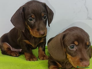 Teckel Miniatura perros - Anuncio 13