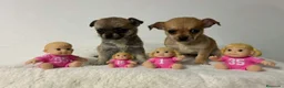 Chihuahua perros en venta: Chihuahua mini  - Anuncio 1
