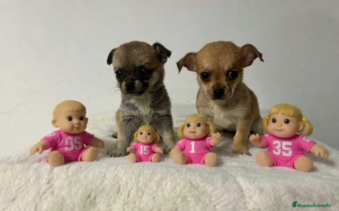Chihuahua perros en venta: Chihuahua mini  - Anuncio 1