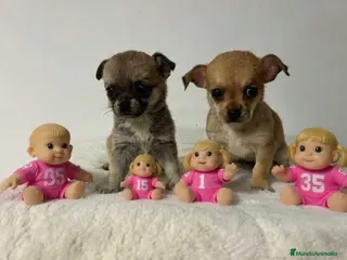 Chihuahua perros Chihuahua mini - Anuncio 1