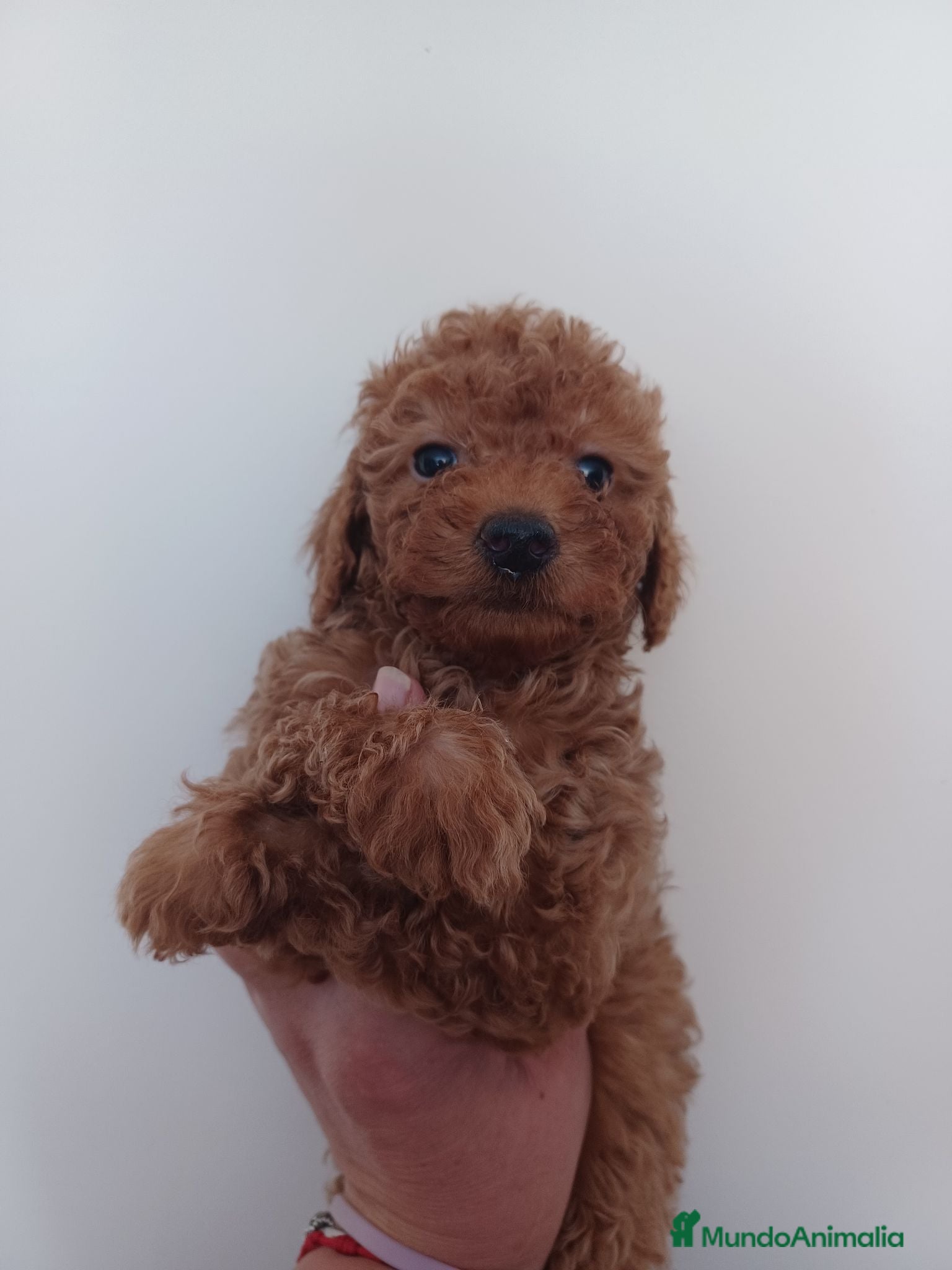 Caniche Enano perros Caniche enano - Anuncio 3