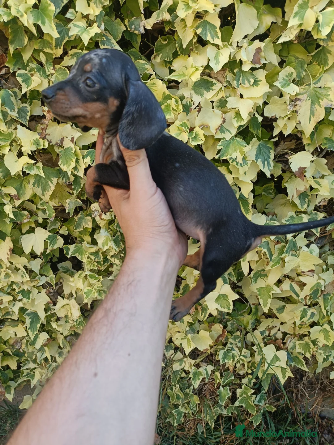 Teckel Miniatura perros en venta: Hembrita de Teckel - Anuncio 2