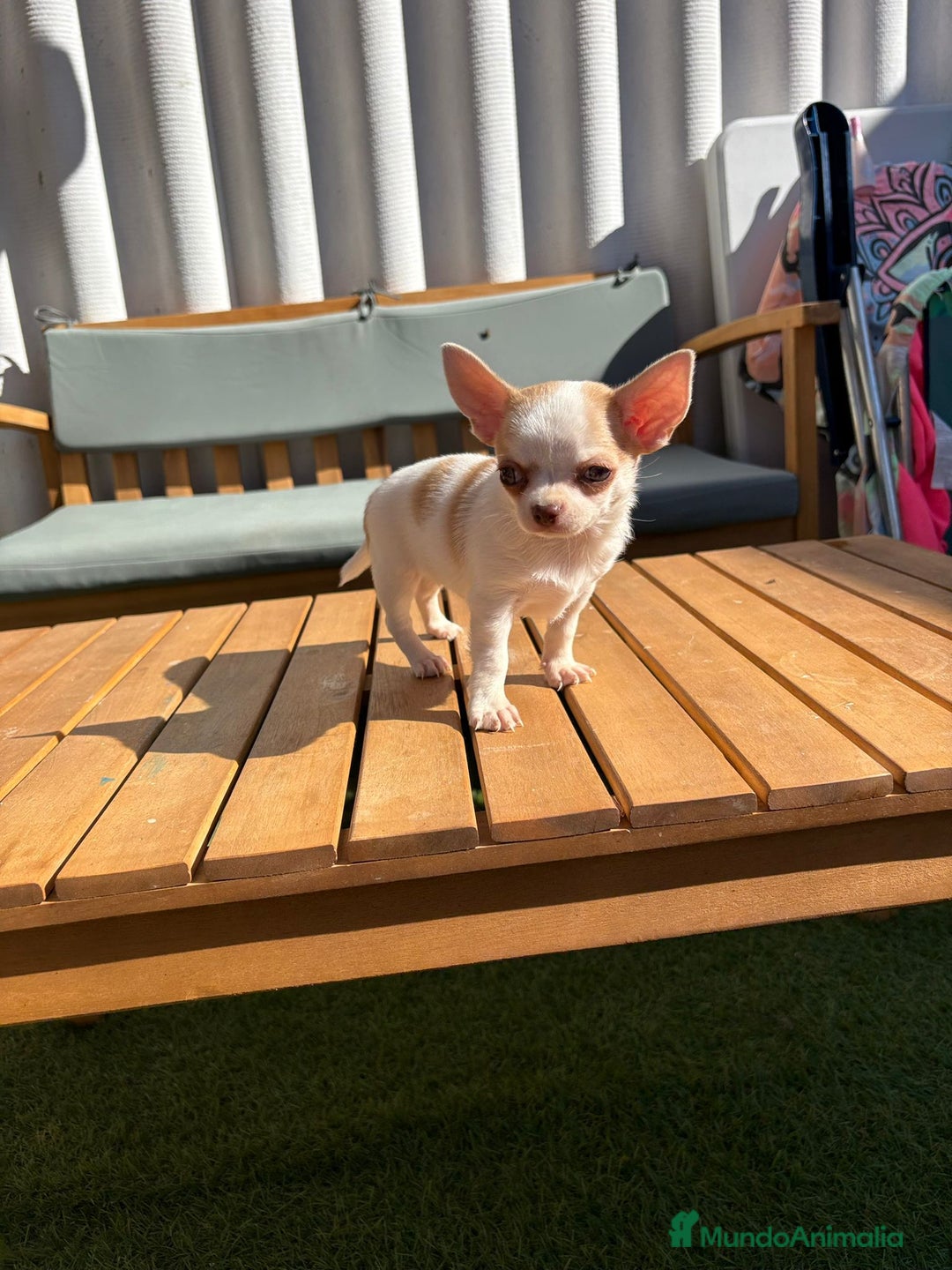 Chihuahua perros en venta: Chihuahua Toy Rusos - Imagen 30