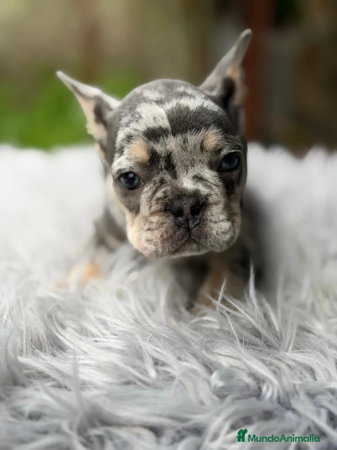 Bulldog Francés perros en venta: CAMADA EXÓTICA DE BULLDOG FRANCÉS - Anuncio 2