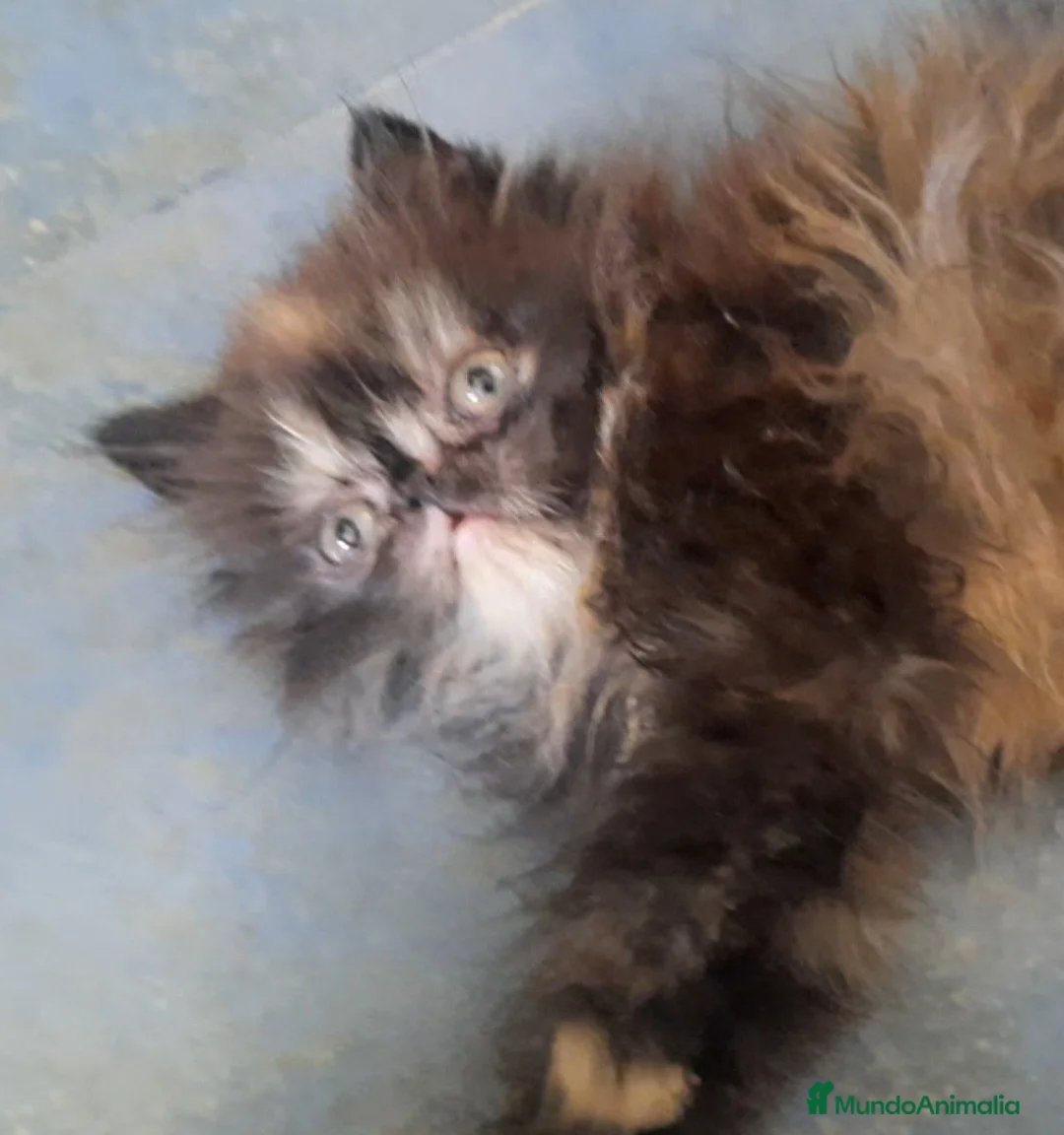 Persa gatos en venta: GATITOS PERSAS CAREY TRICOLOR  en Valencia - Anuncio 2