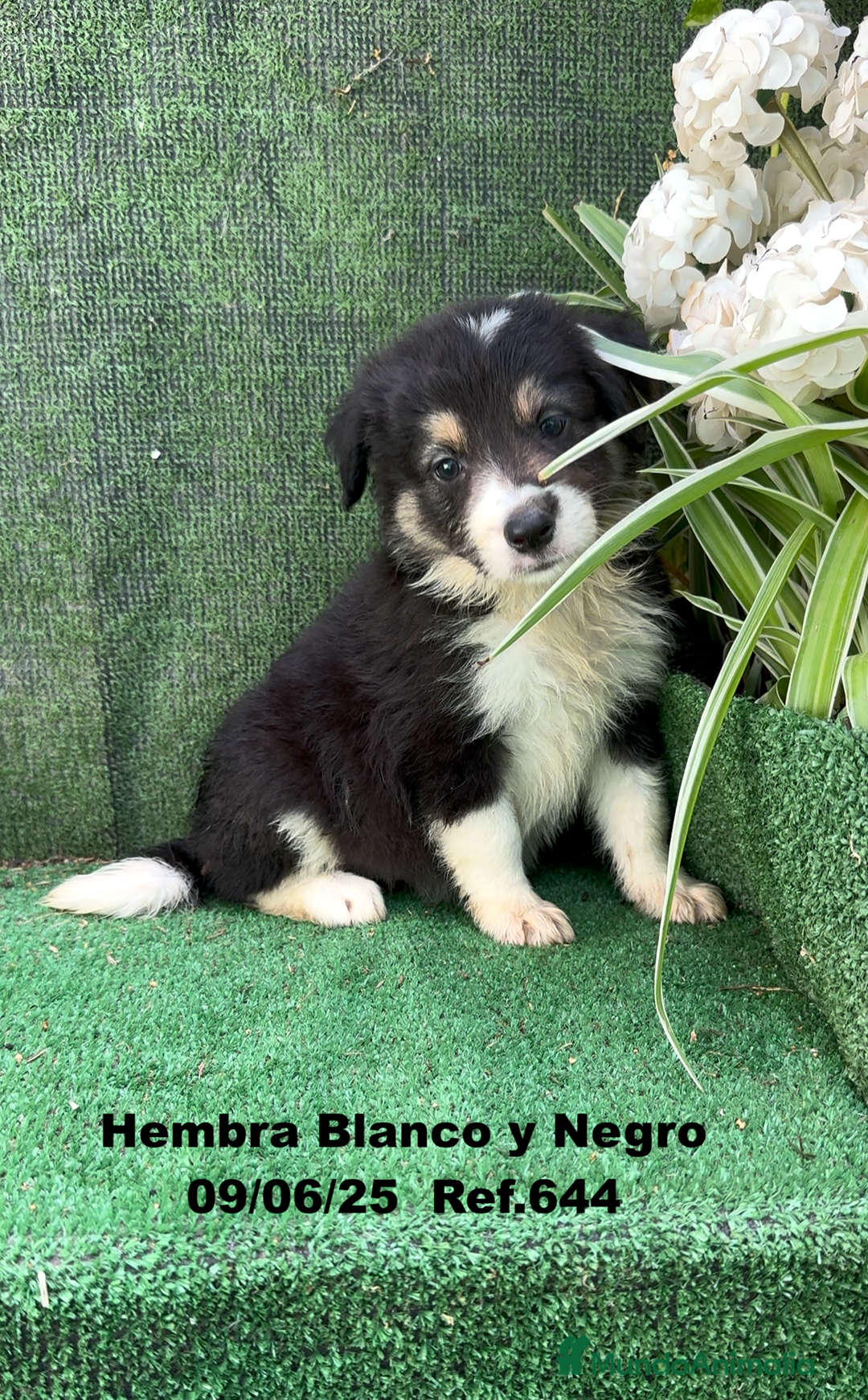 Border Collie perros en venta: BORDER COLLIE DE VILLA BIZNAGA - Imagen 23